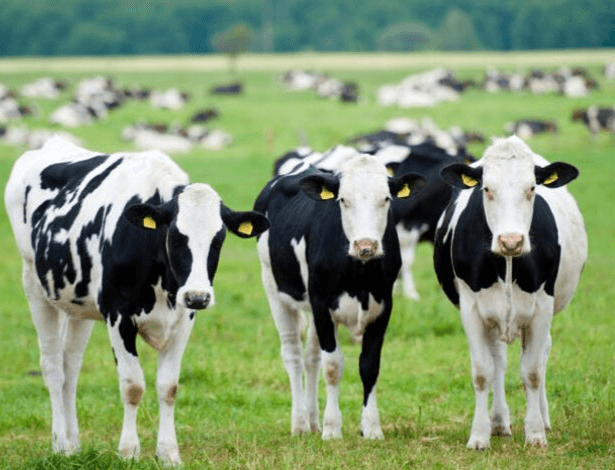 Dairy Farming Kaise Shuru Kare